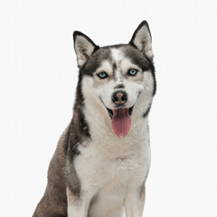 adorable husky sitting, sticking out tongue and looking forward