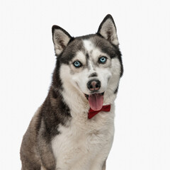 sweet little husky with red bowtie panting with tongue exposed