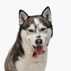 Naklejka na ściany i meble beautiful husky wearing red bowtie around neck and sticking out tongue