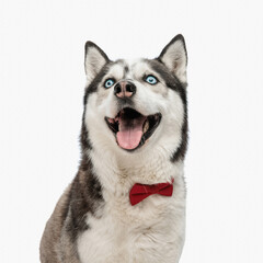 enthusiastic husky with bowtie looking up and panting with excitement