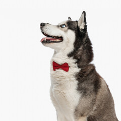 excited husky dog with red bowtie looking up side and panting