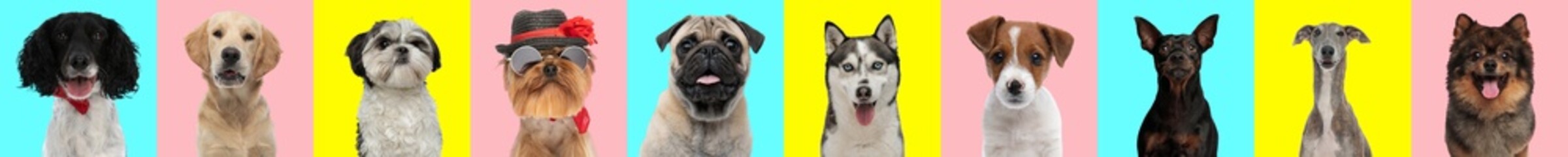 collage of photos with adorable dogs in front of blue, yellow and pink background