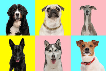 cute collage of photos with different types of dog breeds