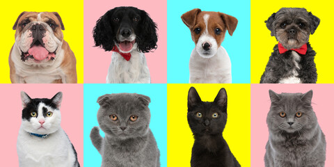 collage with different types of cats and dogs on colorful background