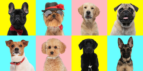 collage of different types of dog breeds in front of blue, pink and yellow background