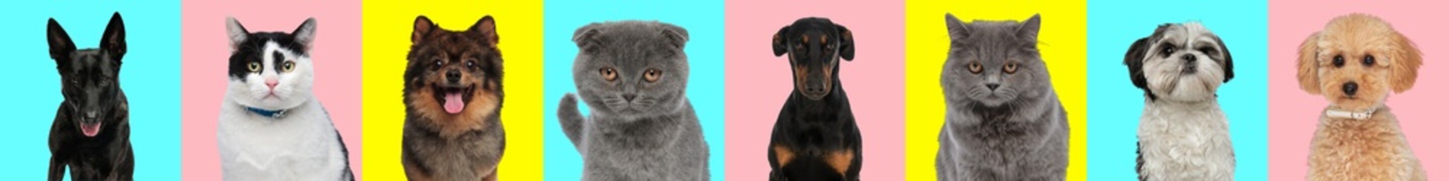 horizontal collage of pictures with dogs and cats on colorful background