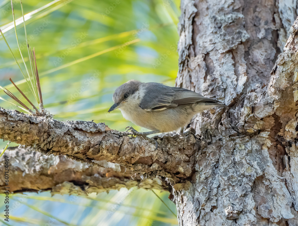 Wall mural a brown-headed nuthatch perched on a longleaf pine tree branch.