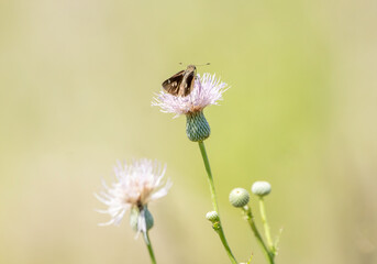 A skipper butterfly feeding on the nectar of a thistle weed flower. 