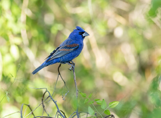 Male blue grosbeak perched on a branch 