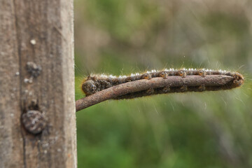 Caterpillar of a large butterfly of the cocoonweaver family - Herbal cocoonweaver (lat. Euthrix potatoria). Spring.