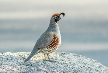 Gambels quail perched on rock