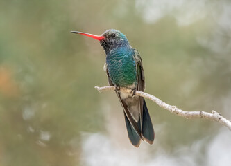 Male broad-billed hummingbird perched on branch  © Matthew Jolley 