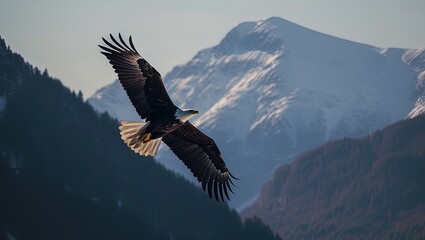 Fototapeta na wymiar Eagle flying over mountains, huge wingspan. Generative AI