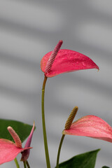 Indoor Anthurium plant with beautiful pink flowers on a grey background with shadows. Indoor plants.