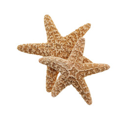 Two starfish isolated png file