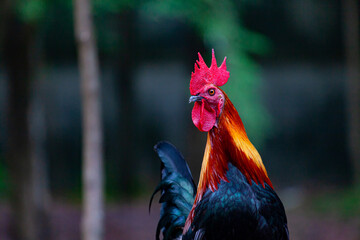 portrait of a rooster in the garden © kheartmanee
