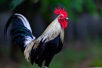rooster on the farm © kheartmanee