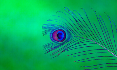 peacock feather on green background