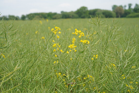 Close-up photo of rapeseed that has flowered.