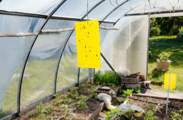Yellow sticky flying insect glue trap board hanging inside greenhouse. Agriculture pest control...