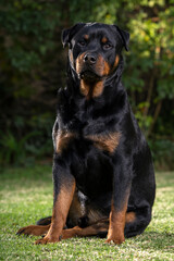 Obraz premium Stunning proud Adult pedigree male Rottweiler sitting and laying grass posing for a photograph, taken at eye level with studio lights on the lawn looking inquisitive, ready to protect 
