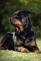 Stunning proud Adult pedigree male Rottweiler sitting and laying grass posing for a photograph, taken at eye level with studio lights on the lawn looking inquisitive, ready to protect 