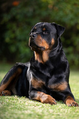 Stunning proud Adult pedigree male Rottweiler sitting and laying grass posing for a photograph, taken at eye level with studio lights on the lawn looking inquisitive, ready to protect 