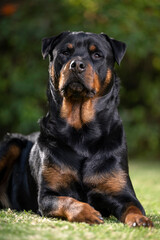 Stunning proud Adult pedigree male Rottweiler sitting and laying grass posing for a photograph, taken at eye level with studio lights on the lawn looking inquisitive, ready to protect 
