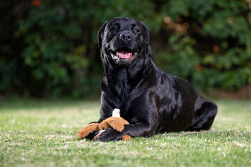 Non pedigree beautiful lovable cross breed dog pet, showing that dogs are truly mans best friend. Playing on the lawn with her teddy bear, having fun and enjoying 