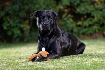 Non pedigree beautiful lovable cross breed dog pet, showing that dogs are truly mans best friend. Playing on the lawn with her teddy bear, having fun and enjoying 