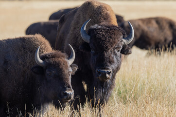 Bison in Autumn in Grand Teton National Park Wyoming