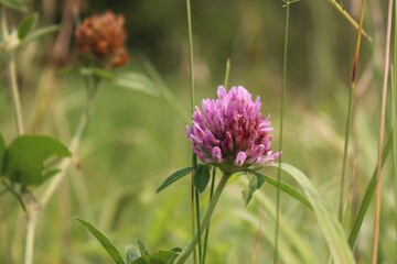 Red clover flower and tall grasses outdoors in a sunlit meadow field.