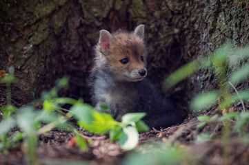 Little fox cub in the forest. Wildlife nature photos. Young fox explores the surroundings. A month old puppy fox.