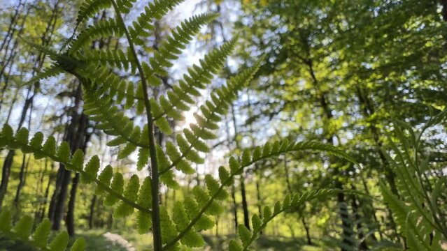 fern in beautiful forest in spring