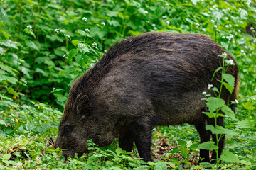 wild boar in the woods