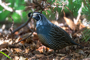 Adult Male California Quail (Callipepla californica)