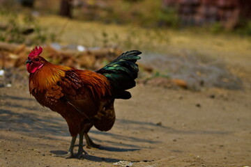 Colorful rooster in Indian village
