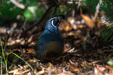 Adult Male California Quail (Callipepla californica)