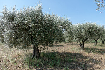 Champ d'oliviers sous le vent - France