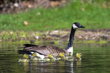 Canada Goose (Branta canadensis) with Fledglings