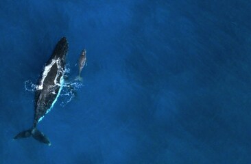 Baleine © Tiffany