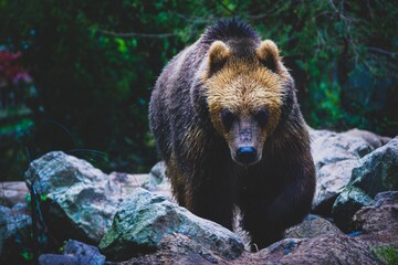 Fototapeta premium Ours