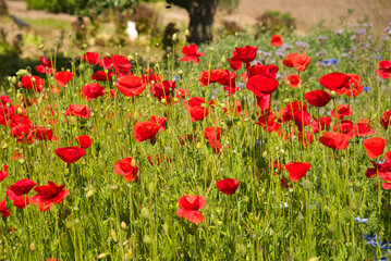 Blumenwiese in der Ortenau