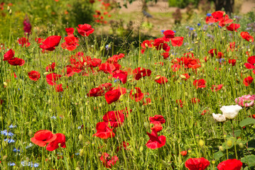 Blumenwiese in der Ortenau