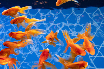 水族館の金魚