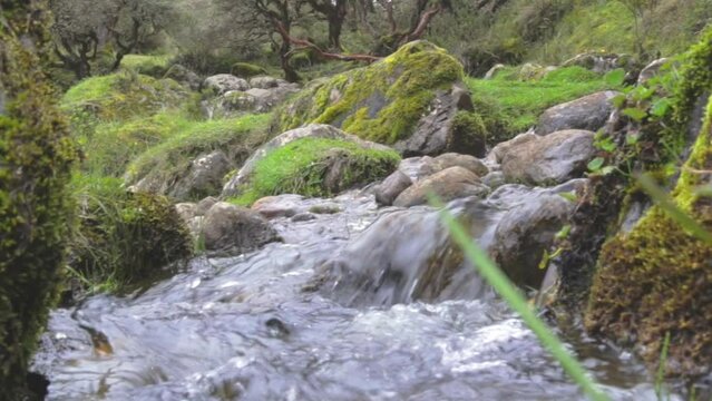 stream in the forest Colombia P&aacute;ramo Sumapaz