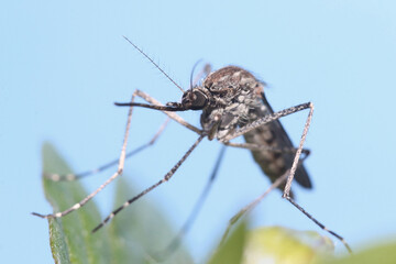 A mosquito is resting on a plant against a blue sky background.
Male and female mosquitoes feed on nectar and plant juices, but females can suck animal blood.
