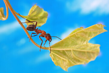 An ant systematically runs along a grass stalk against a blue sky background. 
It's cool in spring, and the ant doesn't run as fast as in summer.
