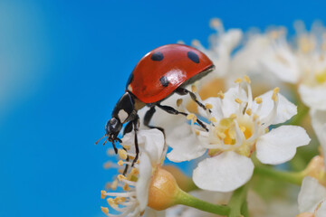The ladybug runs through a white bird cherry blossoms and carefully examines each flower. 
In the flowers, the ladybug finds very small flies and eats them.