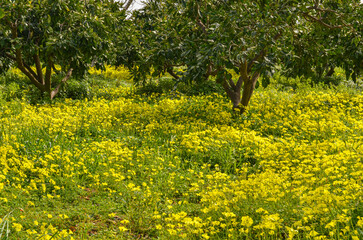 Oxalis pes-caprae flowers during a spring bloom on orange farm in Kucukbahce (Karaburun, Izmir province, Turkiye)